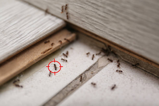 Best Wasp Removal Services  in Audubon Park, KY