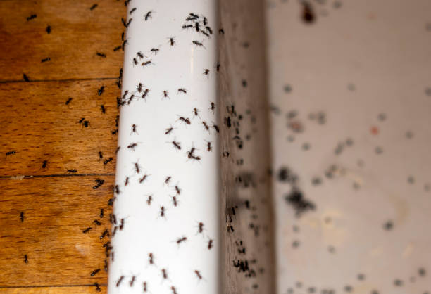 Best Flea Control Services  in Audubon Park, KY